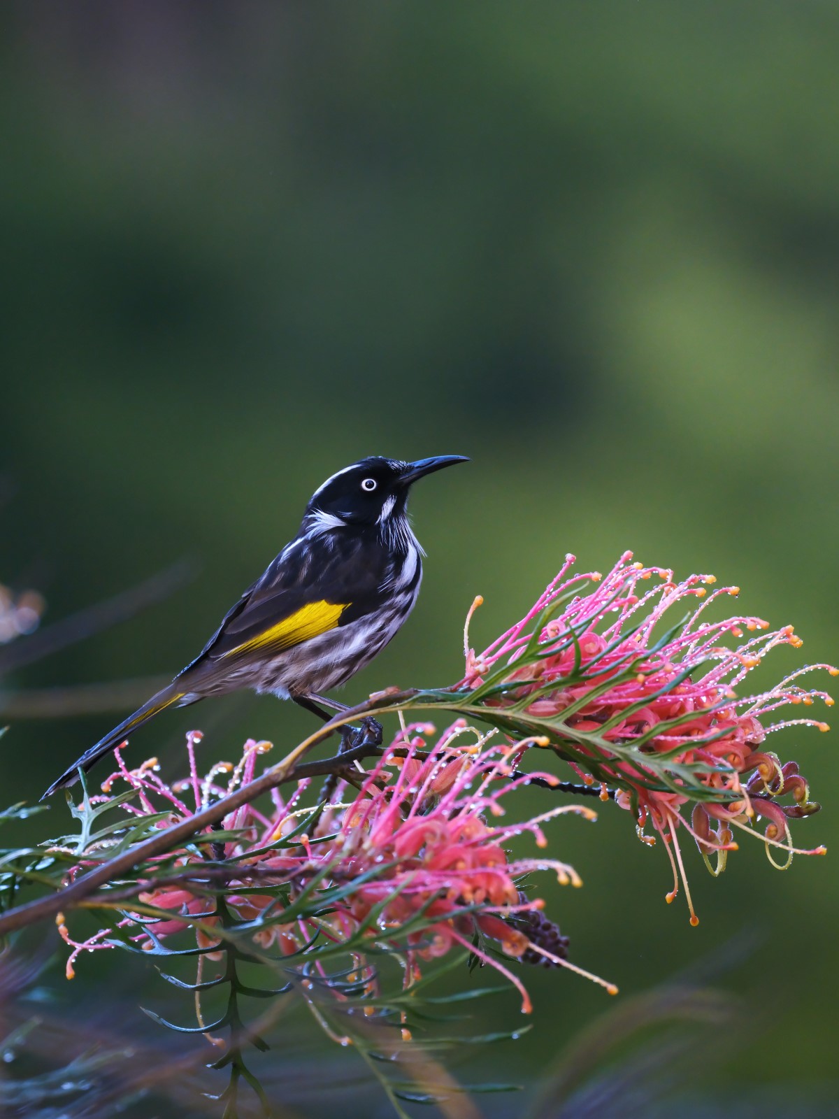 Photo shot by Shelley Pearson using GFX100 II